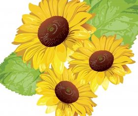 Sunflower vector - for free download