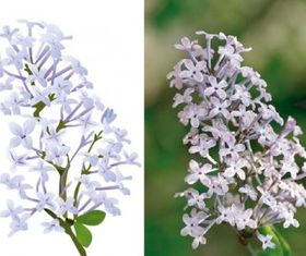 Lilac drawing vector graphic