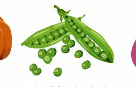 Vegetables icons pumpkin bean fig retro illustration vector