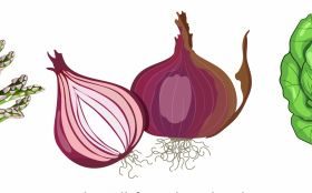 Vegetables icons onion cabbage asparagus design vector