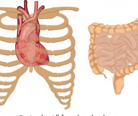 Internal organs icons flat vector