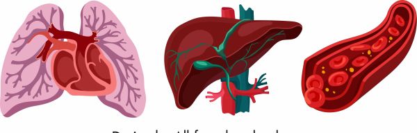 Internal organs icons lung liver blood vessels vector