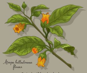 Belladonna flower blomming colored vector