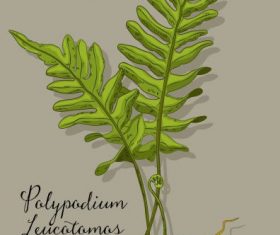 Polypodium herb plant colored design vectors