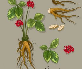 Medical plant gingseng tree parts sketch vector