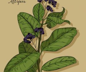 Natural allspice painting colored vintage vector