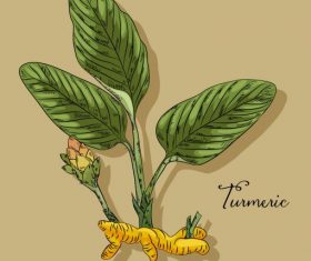 Herbal turmeric icon colored classic handdrawn sketch vector