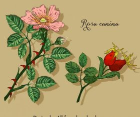 Herbal plant icons floral sketch colored classic handdrawn vector