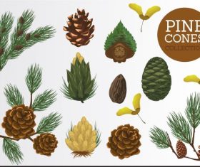Pine elements leaf seed flower vector