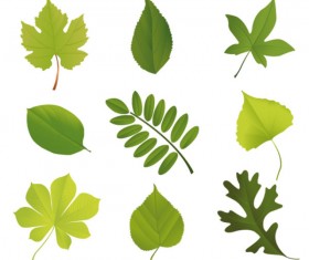 Set of Exquisite Leaves vector Graphics part 02