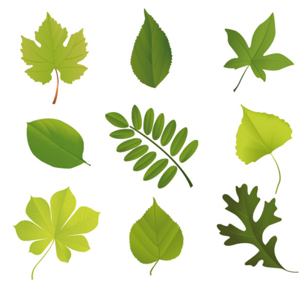 Set of Exquisite Leaves vector Graphics part 02
