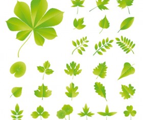 Set of Exquisite Leaves vector Graphics part 03