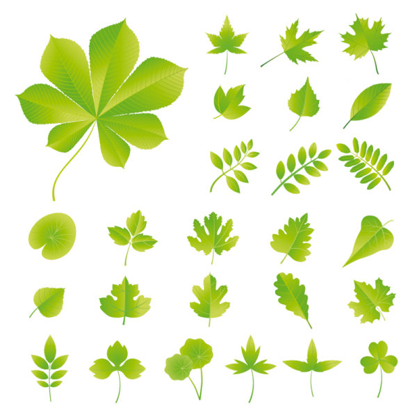 Set of Exquisite Leaves vector Graphics part 03