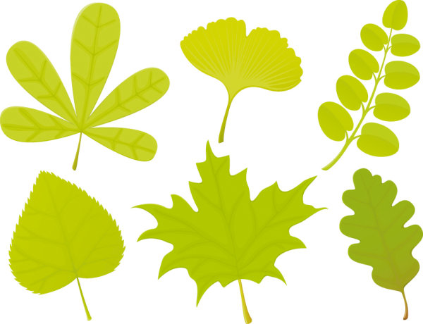 Set of Exquisite Leaves vector Graphics part 04