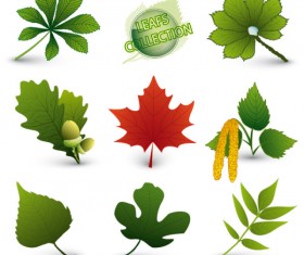 Set of Exquisite Leaves vector Graphics part 05