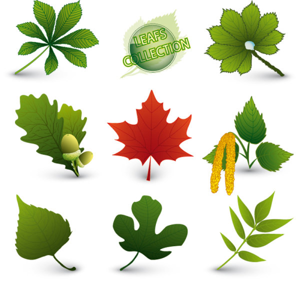 Set of Exquisite Leaves vector Graphics part 05