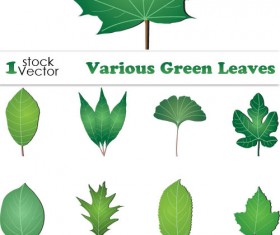 free vector Green Leaves Collection