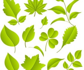 Green Leaves Vector Graphic Set