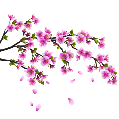 Cherry Blossom 3d Model Free Download