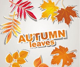 autumn leaves design elements vector