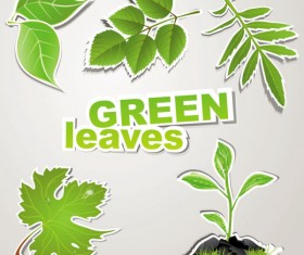 green leaves design elements vector