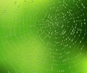 spiderweb design elements vector 03