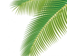 Set of green Palm leaves vector 01