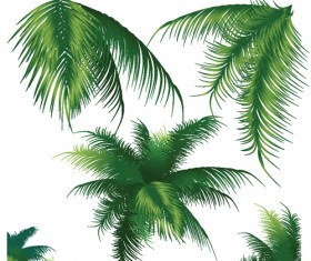 Set of green Palm leaves vector 03