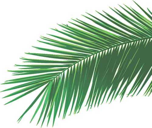 Set of green Palm leaves vector 04