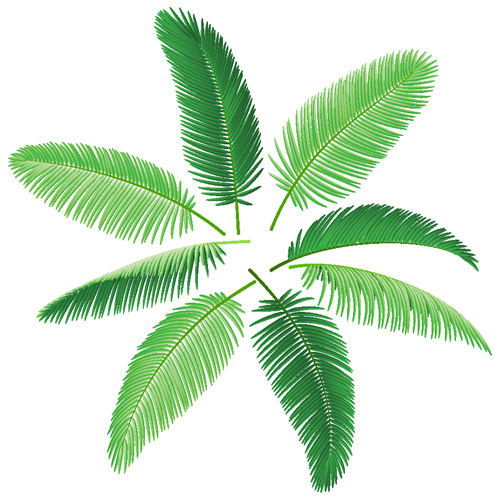 Set of green Palm leaves vector 05