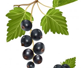 Set of Fresh Berries vector 01