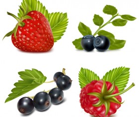 Set of Fresh Berries vector 02