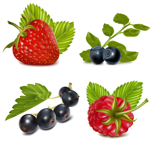 Set of Fresh Berries vector 02