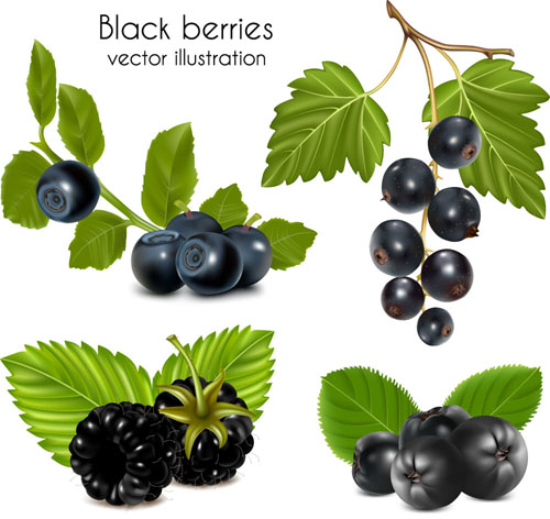 Set of Fresh Berries vector 04