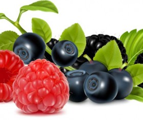 Set of Fresh Berries vector 05
