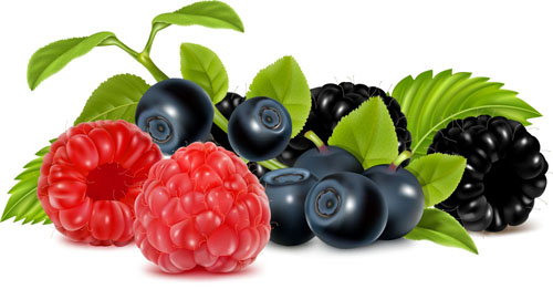 Set of Fresh Berries vector 05