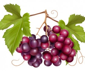 Grapes and grape wine elements vector 02