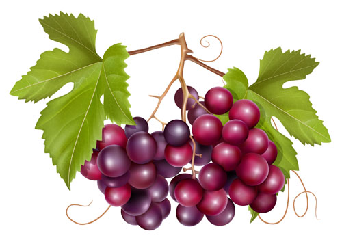 Grapes and grape wine elements vector 02