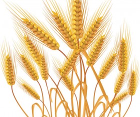 gold color wheat vecotr set 01
