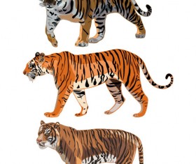 Set of Tiger vector picture art 12
