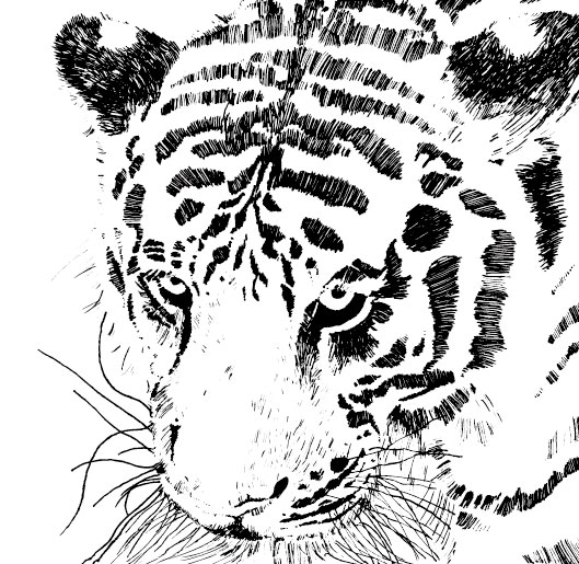 Set of Tiger vector picture art 16 free download