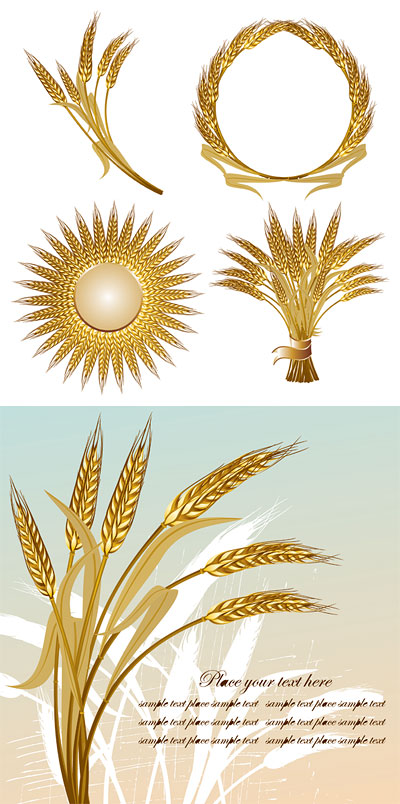 gold color wheat vecotr set 04