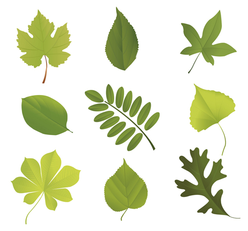Different leaves design elements vector 02
