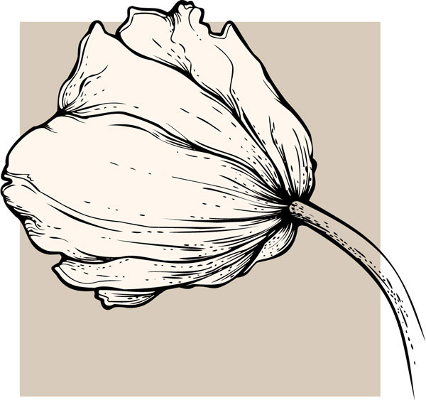 Vivid Hand drawn Tulip background vector 05