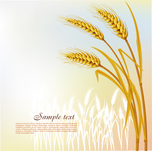 Golden Wheat vector background set 01