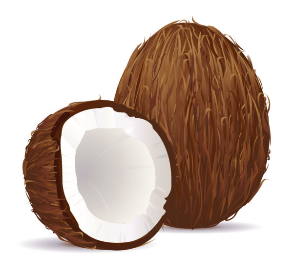 Coconut design elements vector graphic 02