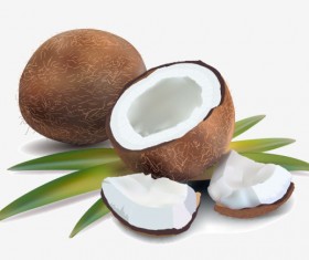 Coconut design elements vector graphic 03