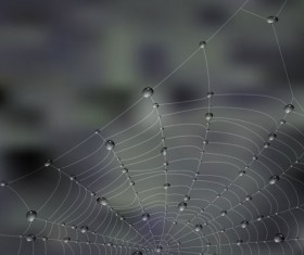 Elements of dew and spider web vector 03