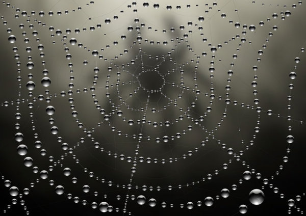 Elements of dew and spider web vector 04
