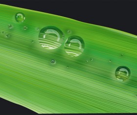 Plant with Water Drops design vector 01